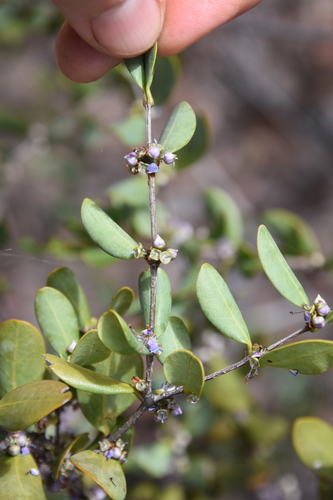 Memecylon flavovirens