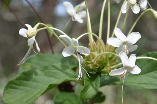 Clerodendrum buchneri image