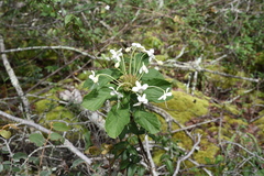Image of Clerodendrum buchneri