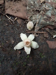 Trichilia grandifolia