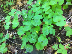 Jeffersonia diphylla