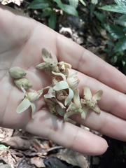 Trichilia grandifolia