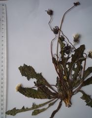Taraxacum hypanicum