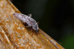 Bolbostetha