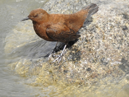 Brown Dipper