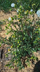 Senecio vulgaris