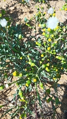 Senecio vulgaris