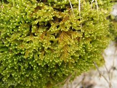 Hypnum cupressiforme lacunosum