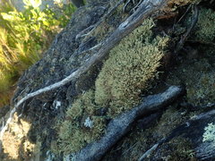 Cladonia capitellata capitellata