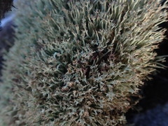 Cladonia capitellata capitellata