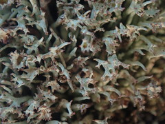 Cladonia capitellata capitellata