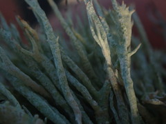 Cladonia capitellata capitellata