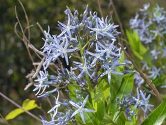 Amsonia repens