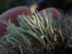 Cladonia capitellata capitellata