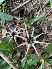 Lysurus arachnoideus