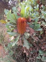 Banksia quercifolia