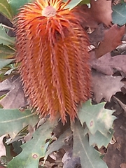 Banksia quercifolia