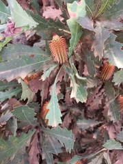 Banksia quercifolia