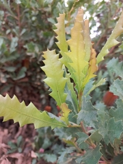 Banksia quercifolia