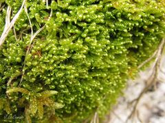 Hypnum cupressiforme lacunosum