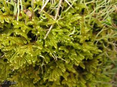 Hypnum cupressiforme lacunosum