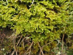 Hypnum cupressiforme lacunosum