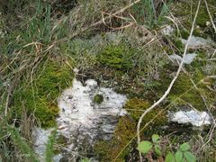 Hypnum cupressiforme lacunosum