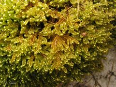 Hypnum cupressiforme lacunosum