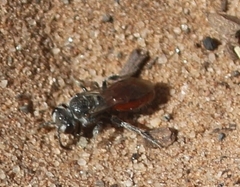 Hemihalictus