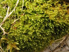 Hypnum cupressiforme lacunosum