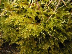 Hypnum cupressiforme lacunosum