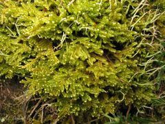 Hypnum cupressiforme lacunosum