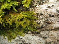 Hypnum cupressiforme lacunosum