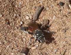 Hemihalictus