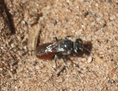 Hemihalictus
