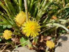 Tussilago farfara