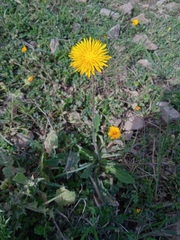 Reichardia intermedia