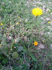 Reichardia intermedia