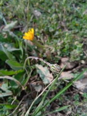 Reichardia intermedia