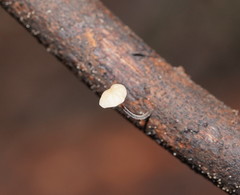 Marasmius alveolaris