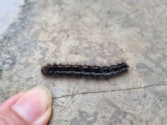 Lepidoptera