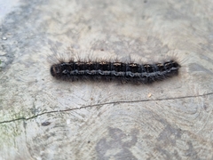 Lepidoptera