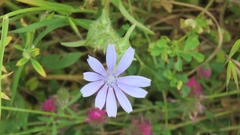 Cichorium endivia