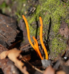 Clavulinopsis sulcata