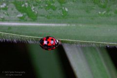 Cheilomenes sexmaculata