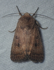 Hoplodrina blanda