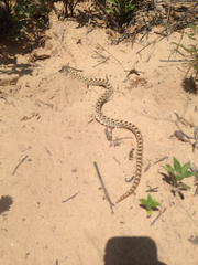 Heterodon nasicus