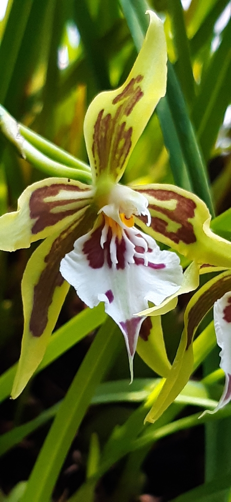 Oncidium multistellare