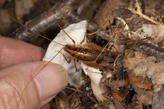 Euhadenoecus puteanus