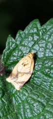 Adoxophyes privatana